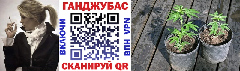 Бошки Шишки планчик  Купить  Мезень 